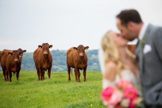 the couple kissing on the field while the cows are looking at them with curiosity
