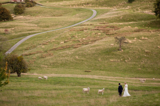 bride and groom walking among the rolling hills surrounded by sheep at kingscote barn in the cotswolds