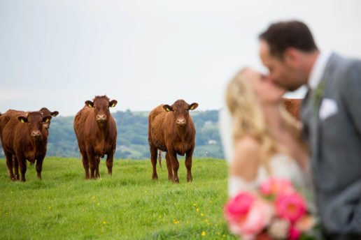 wedding couple kissing on the field with a brown cows looking at them